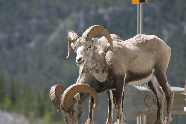 Wildlife Along the Alaska Highway